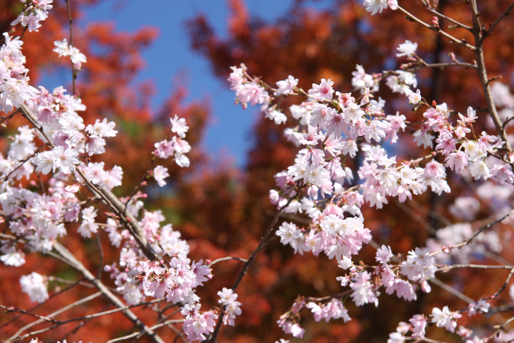 紅葉を背に咲く城峯公園の冬桜
