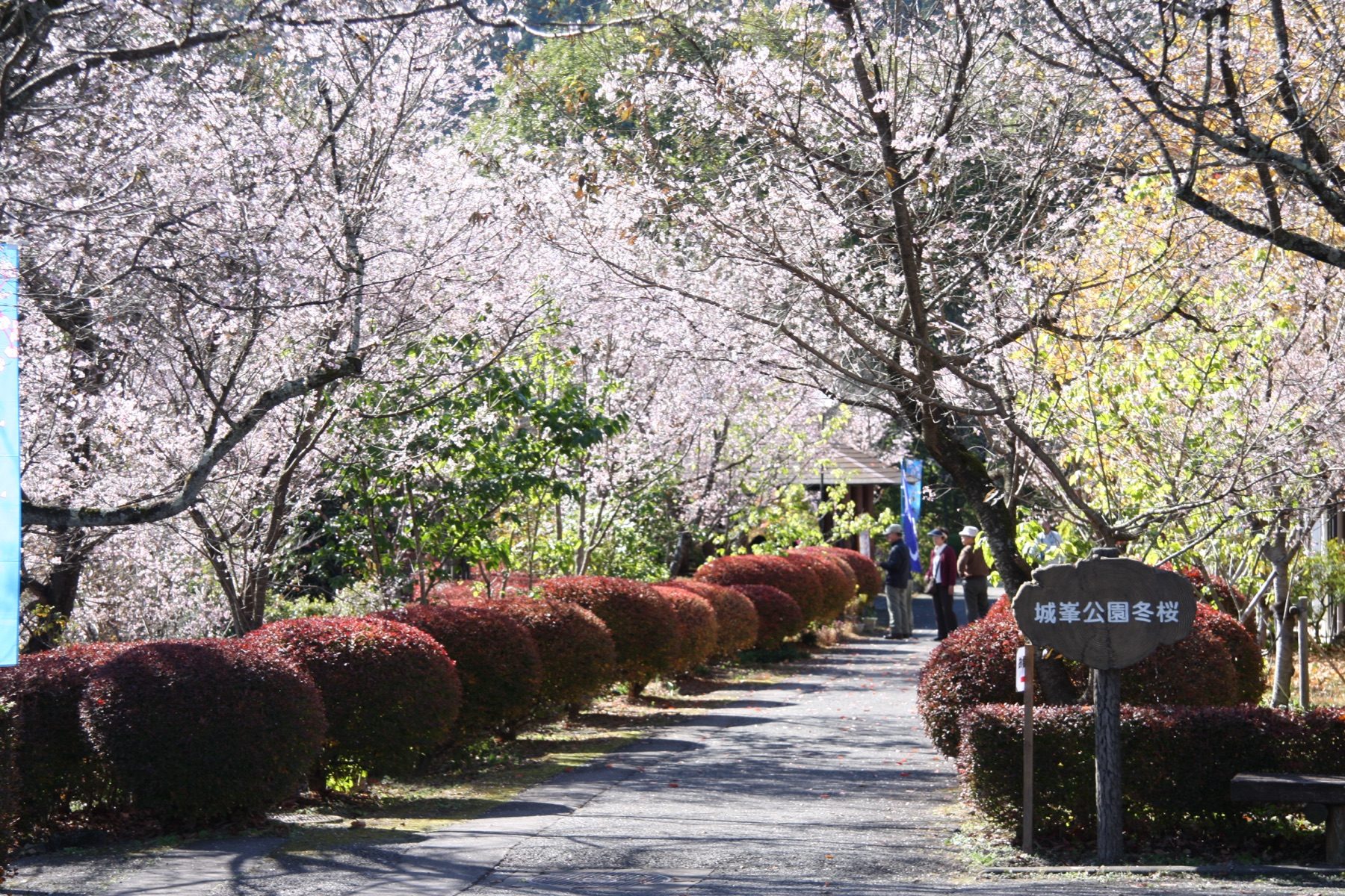 城峯公園の冬桜の並木道